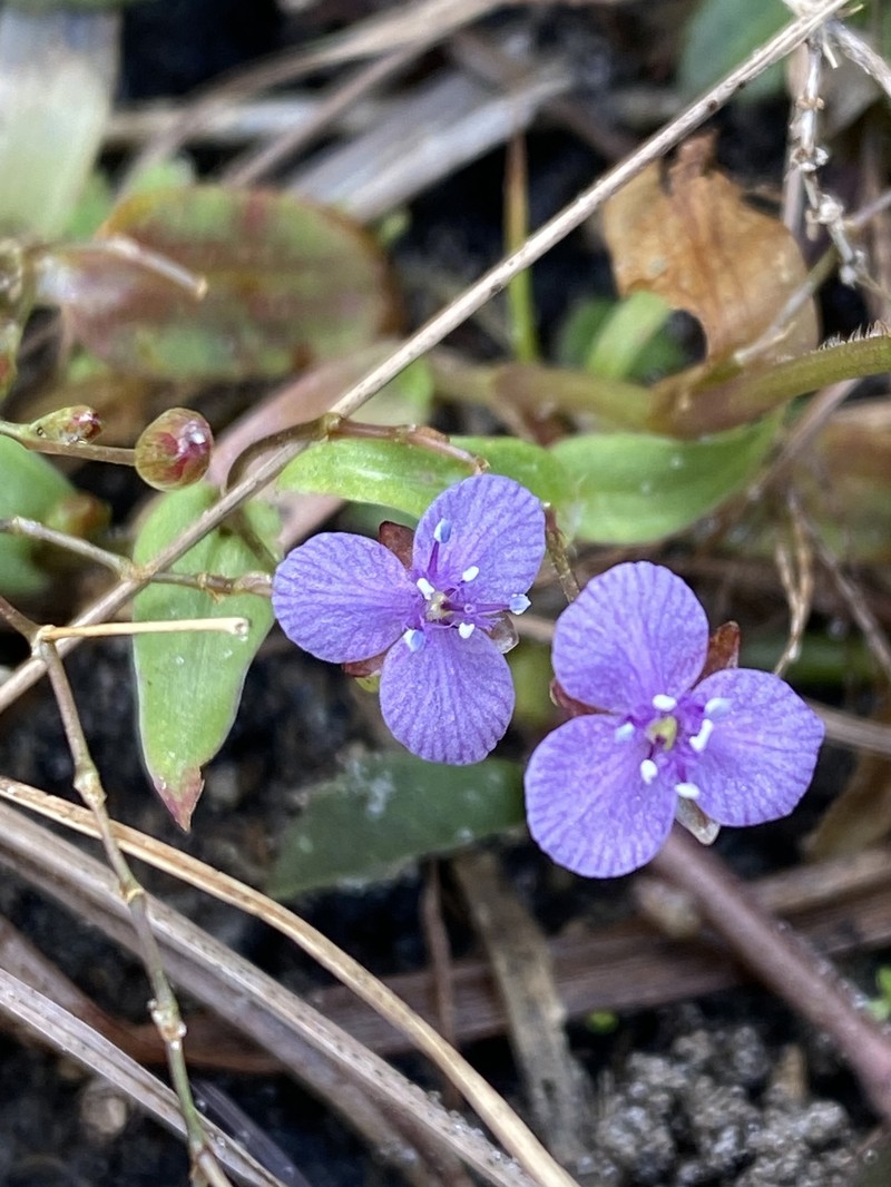 Murdannia spirata subsp. parviflora photo 2