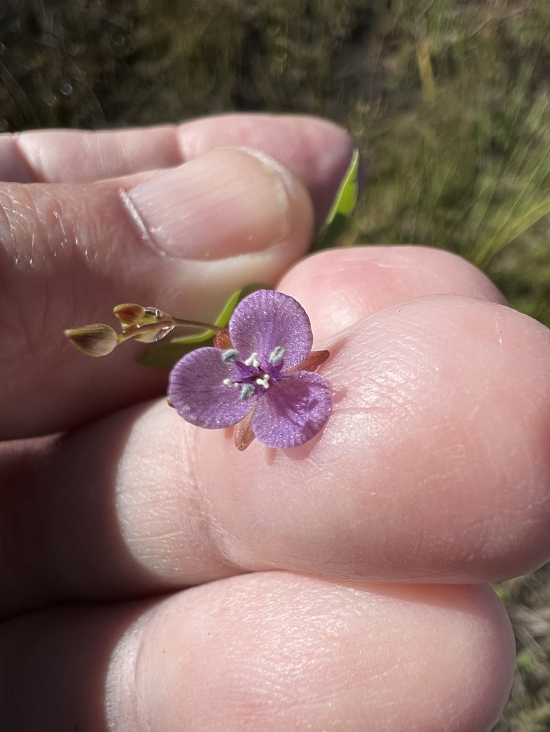 Murdannia spirata subsp. parviflora photo 3