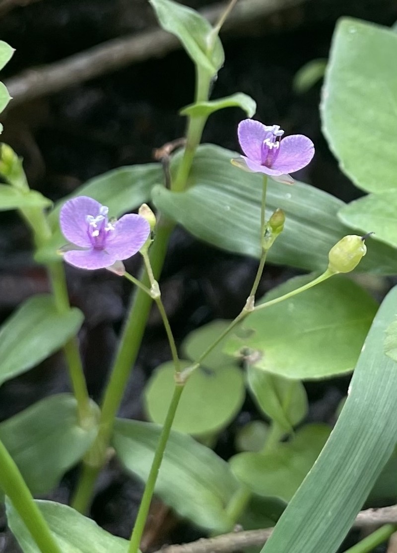 Murdannia spirata subsp. parviflora photo 4