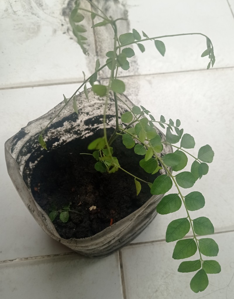 Curryleaftree photo 5