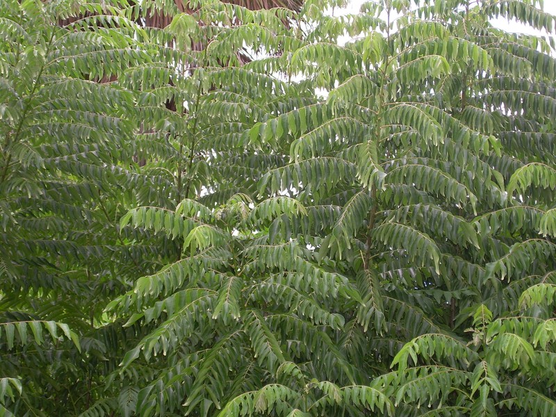 Curryleaftree