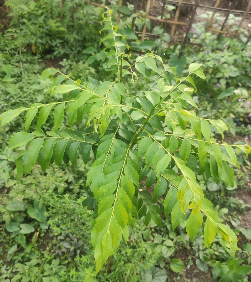 Curryleaftree photo 2