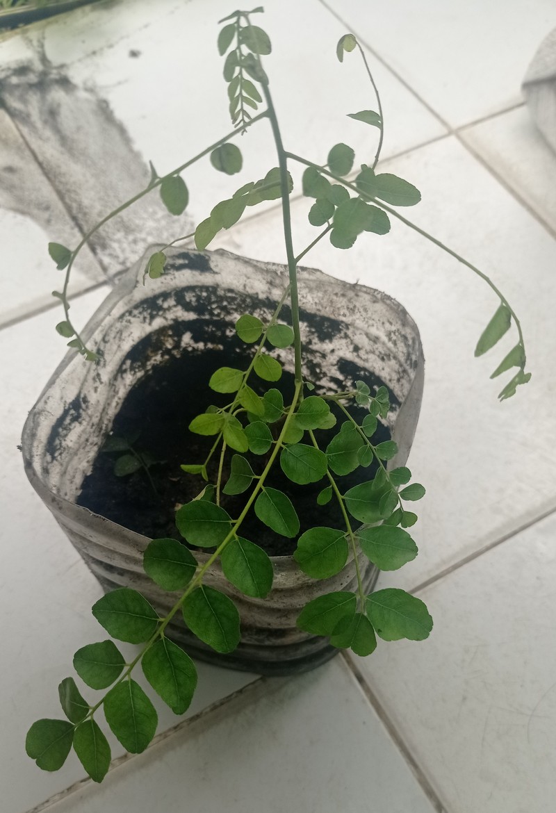 Curryleaftree photo 3