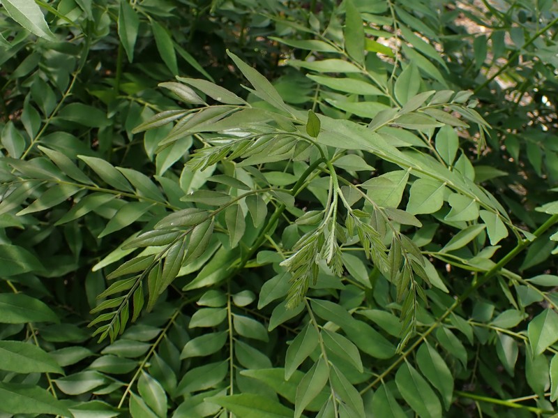 Curryleaftree photo 4