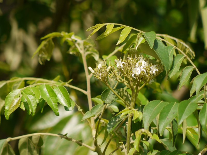 Curryleaftree photo 6