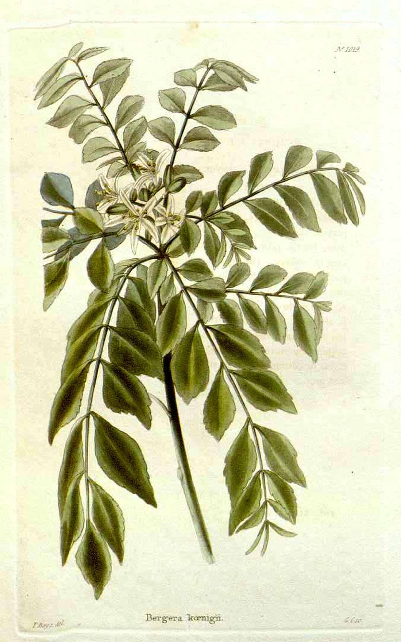 Curryleaftree photo 7