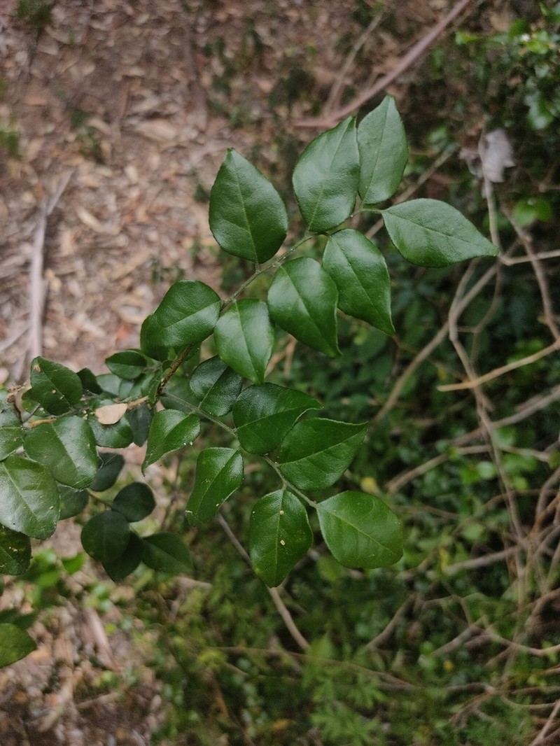 Murraya lucida