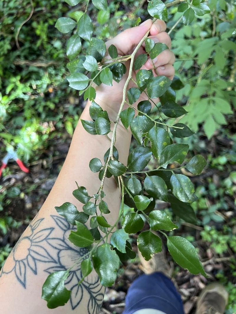 Murraya lucida photo 2