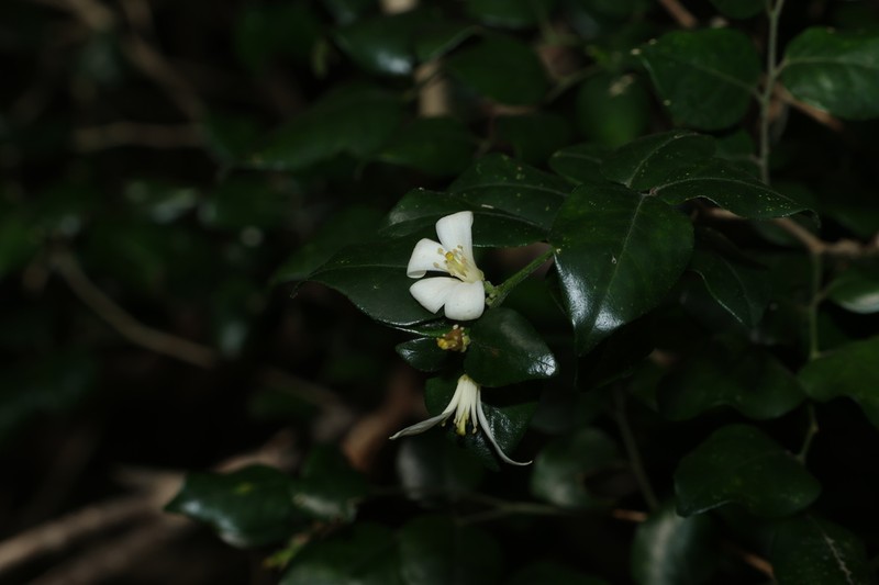 Murraya lucida photo 3