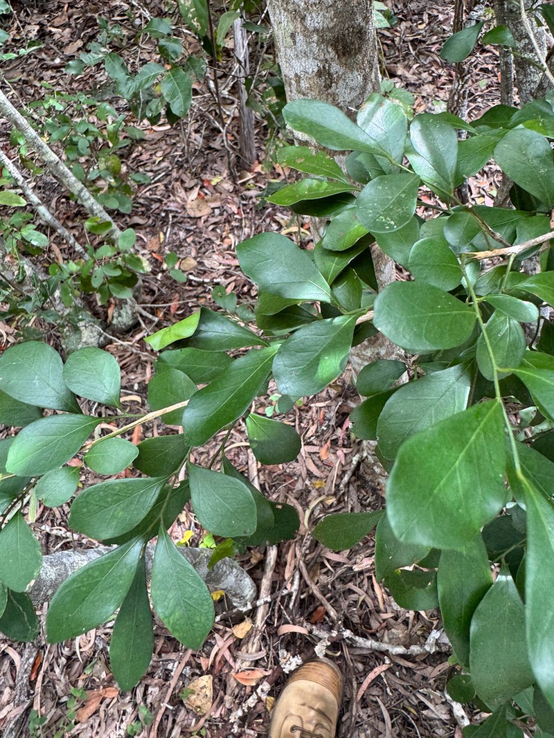 Murraya lucida photo 4