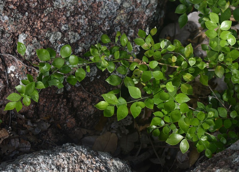 Murraya lucida photo 5