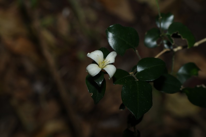 Murraya lucida photo 6