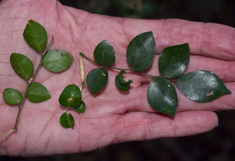 Murraya lucida photo 8