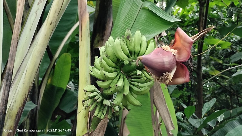 Edible Banana photo 2