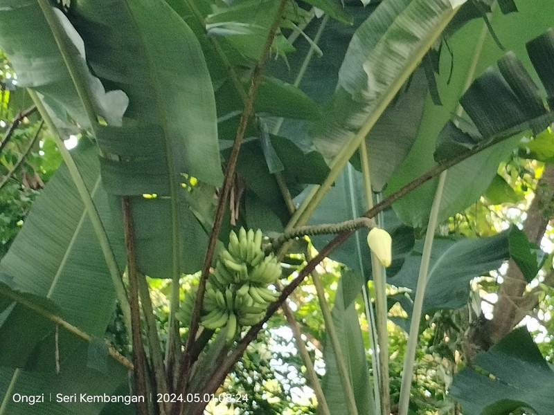 Edible Banana photo 3