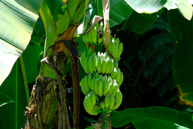 Edible Banana photo 4