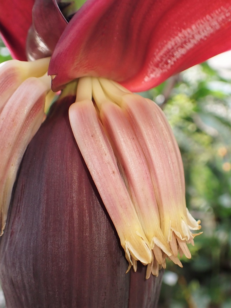 Edible Banana photo 5