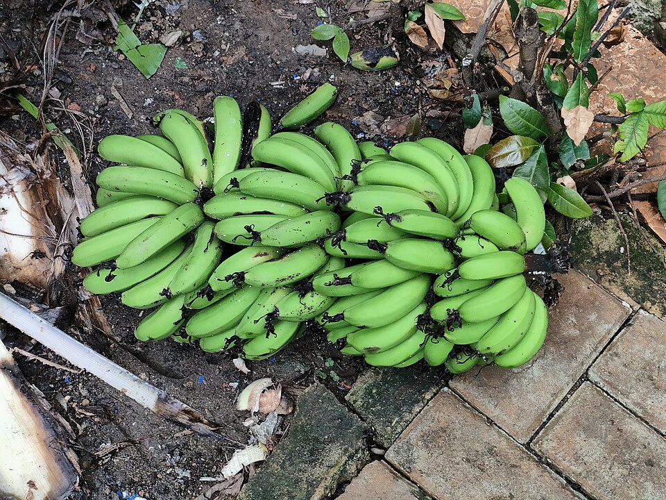Edible Banana photo 6