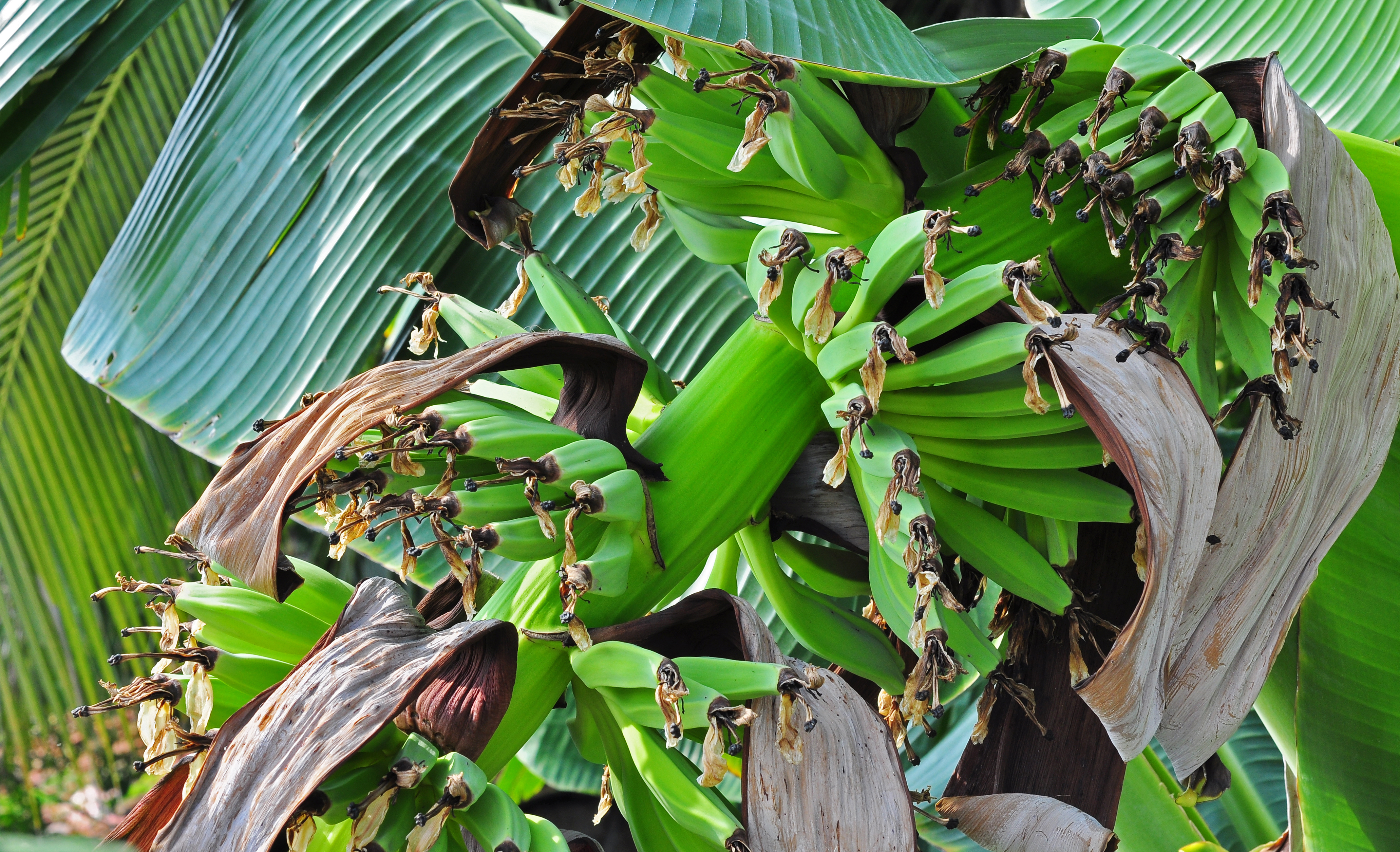 Edible Banana photo 7