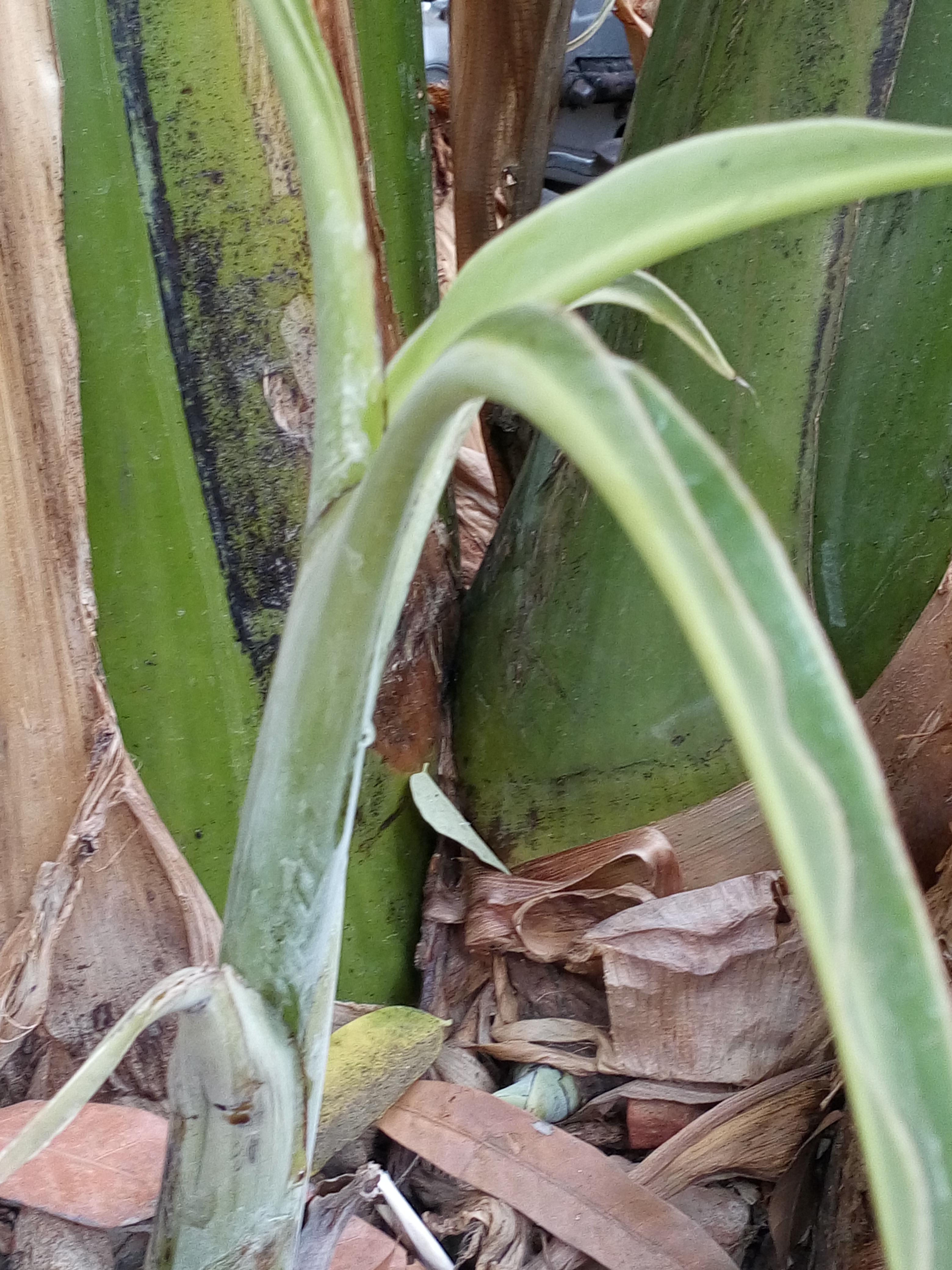 Edible Banana photo 8