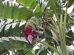 Edible Banana