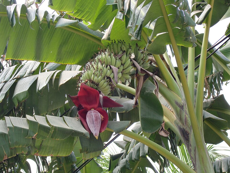 Edible Banana
