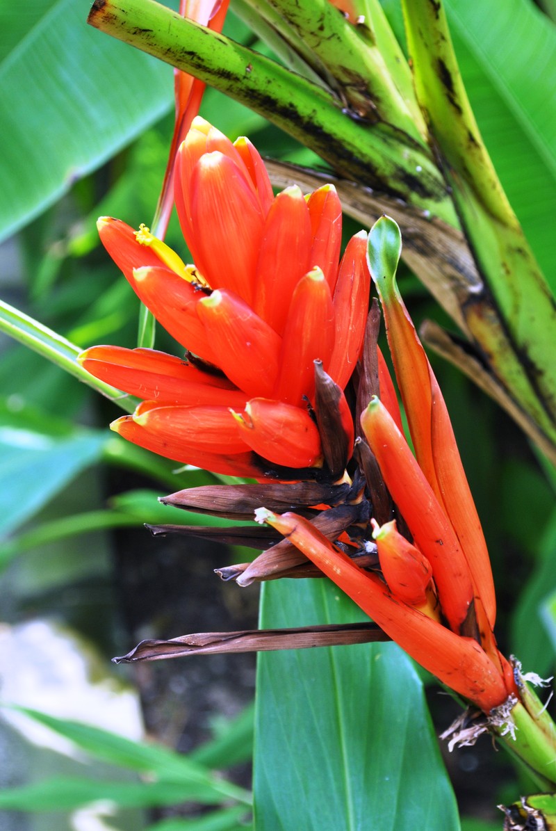 Scarlet Banana photo 5