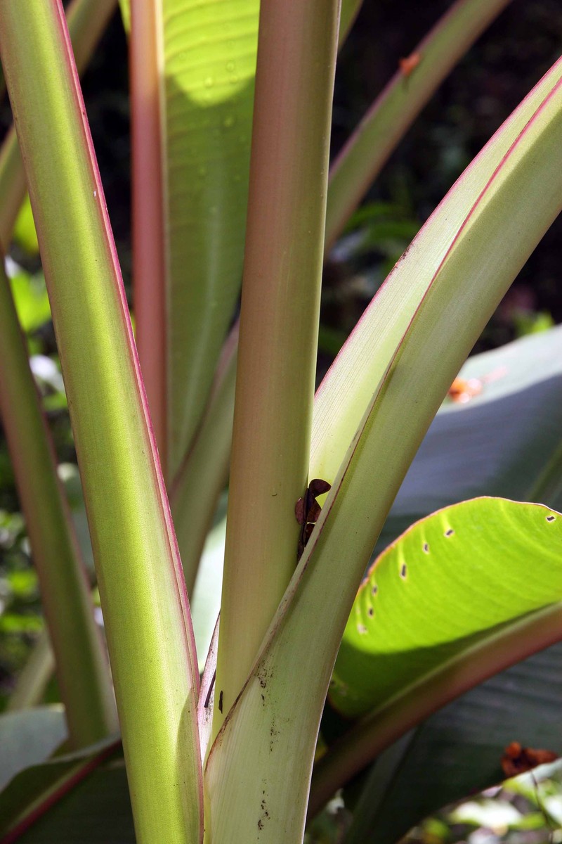 Scarlet Banana photo 2