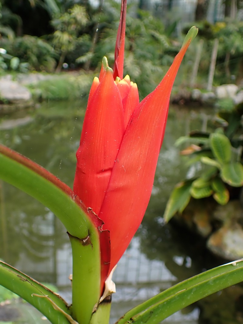 Scarlet Banana photo 3