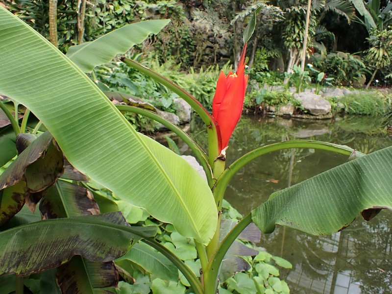 Scarlet Banana photo 4