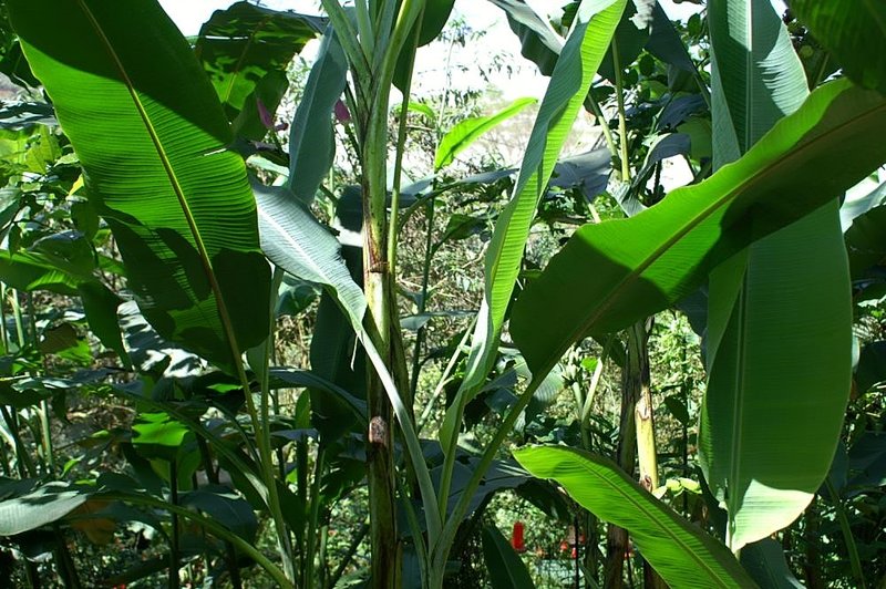 Scarlet Banana photo 7