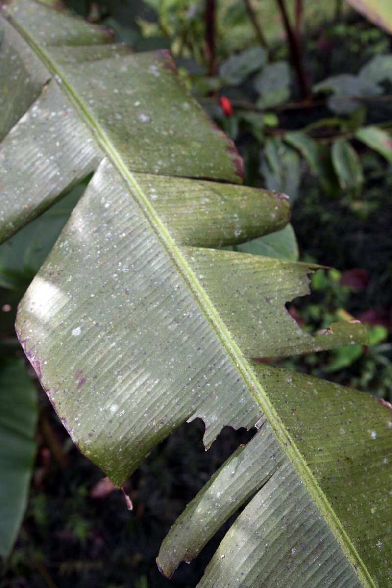 Scarlet Banana photo 8
