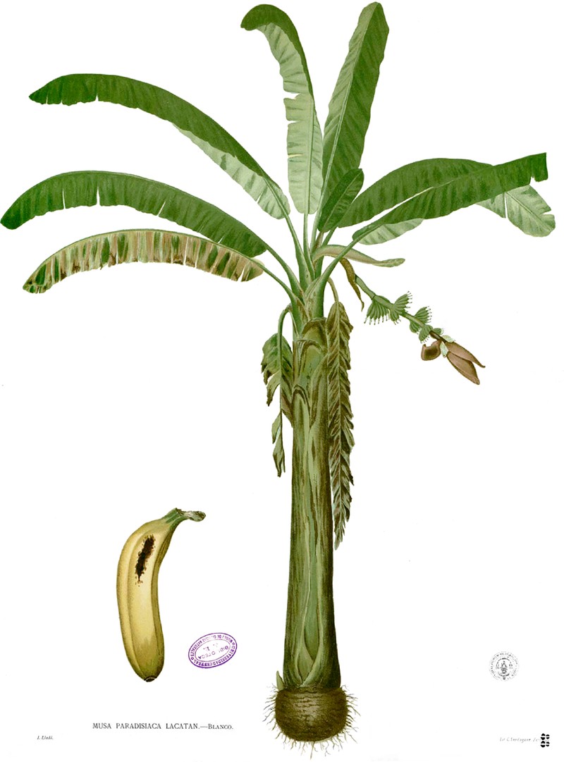 French Plantain photo 3