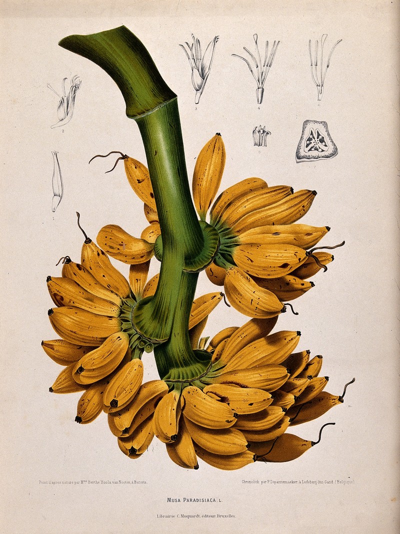 French Plantain photo 4