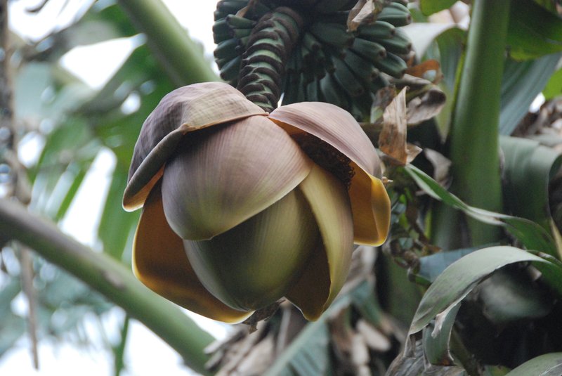 French Plantain photo 5