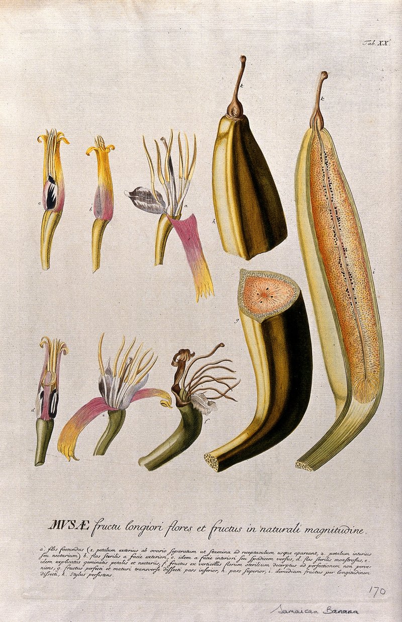 French Plantain photo 6
