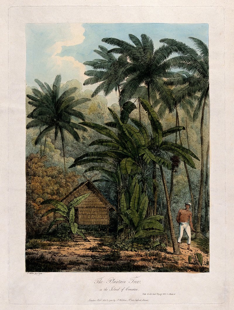 French Plantain photo 7