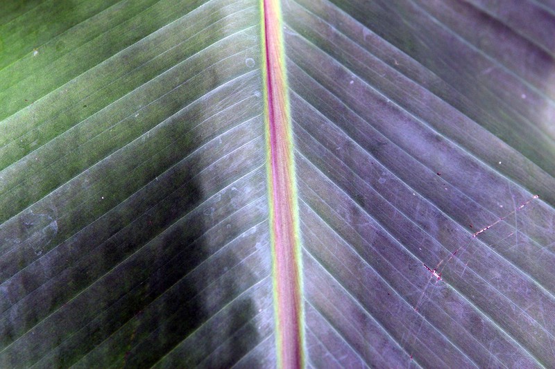 Abaca photo 2