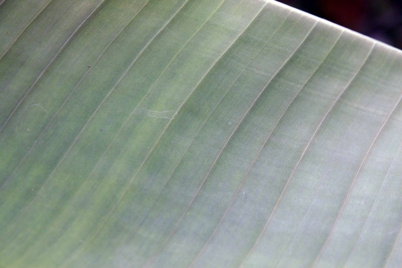 Abaca photo 3