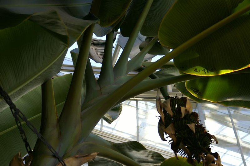 Abaca photo 8