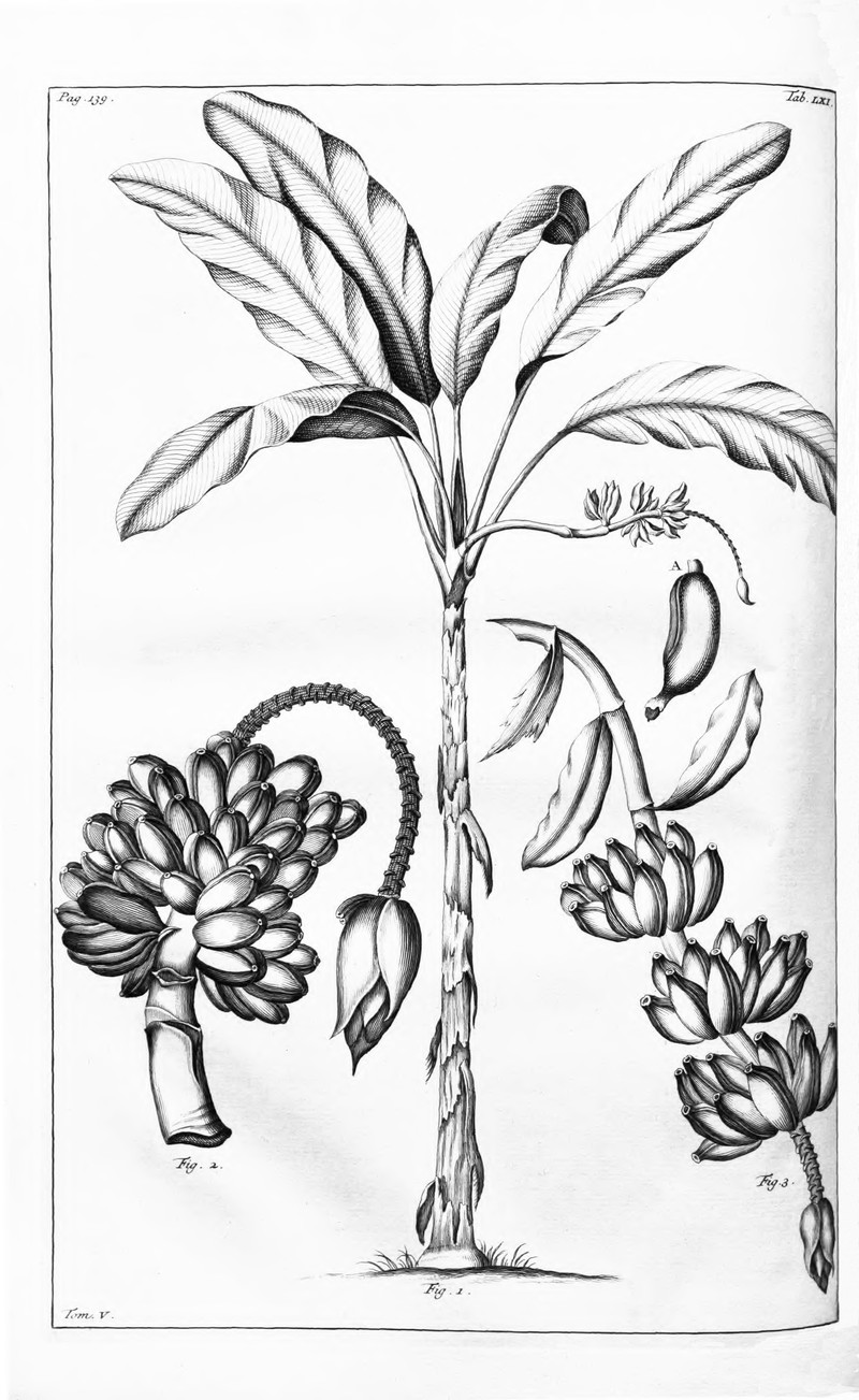 Fe'I Banana photo 4