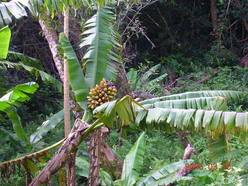Fe'I Banana photo 2