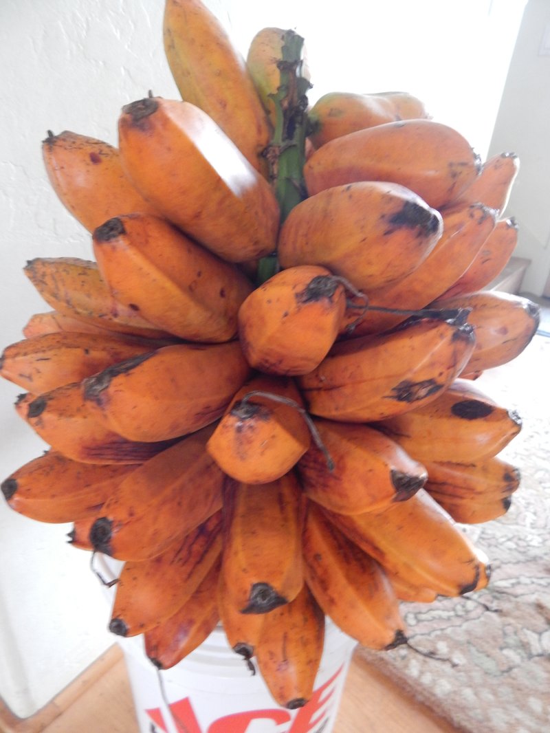 Fe'I Banana photo 5