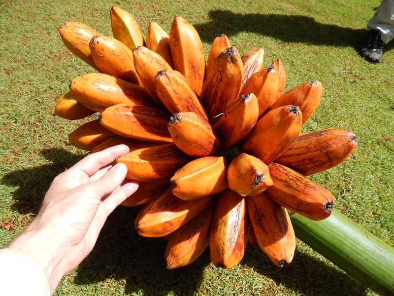 Fe'I Banana photo 7