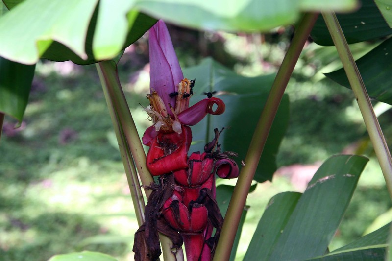 Hairy Banana photo 3
