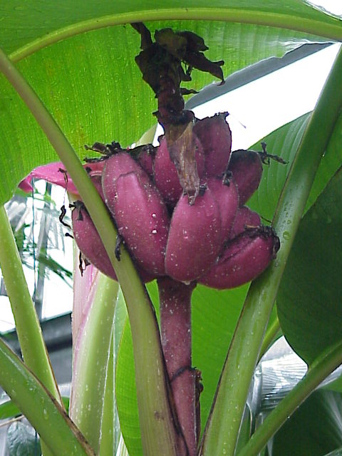 Hairy Banana photo 4