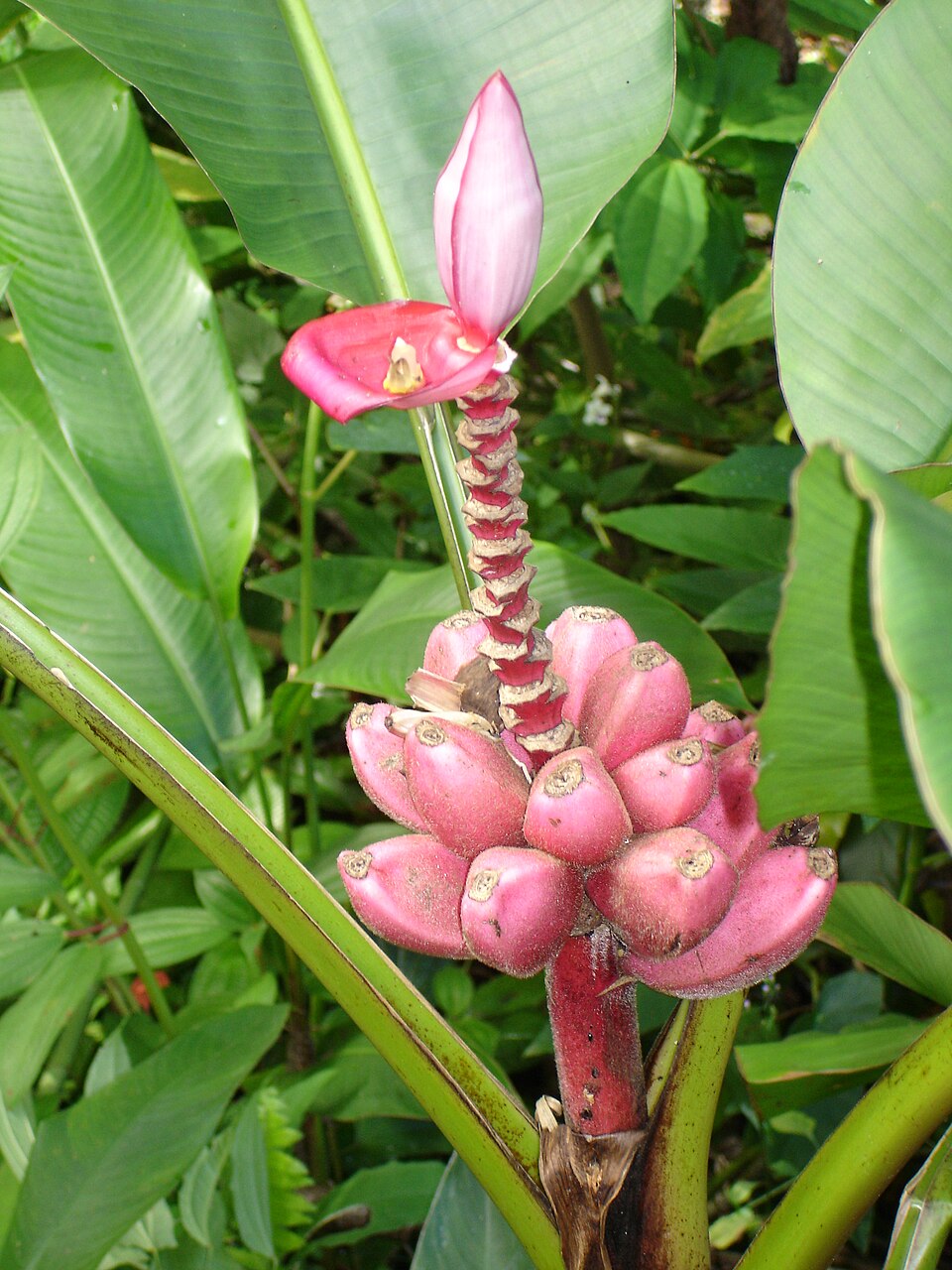 Hairy Banana photo 6