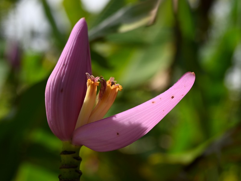 Hairy Banana photo 8