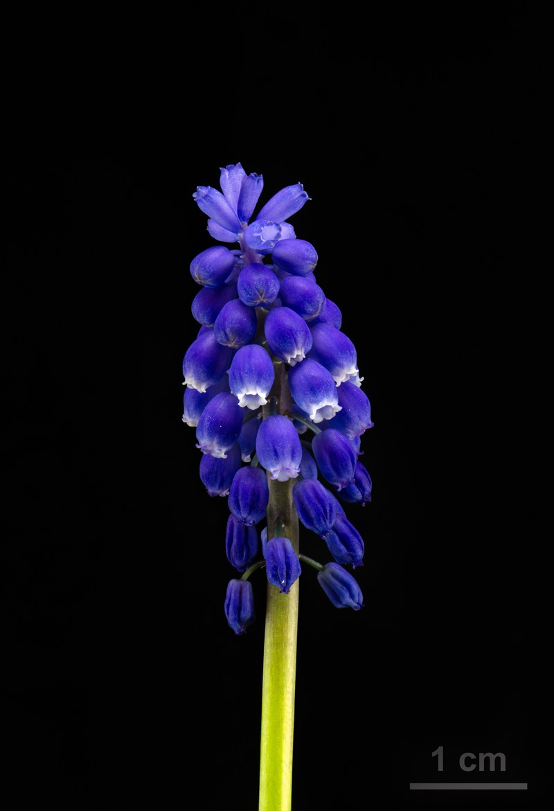 Armenian Grape Hyacinth photo 4