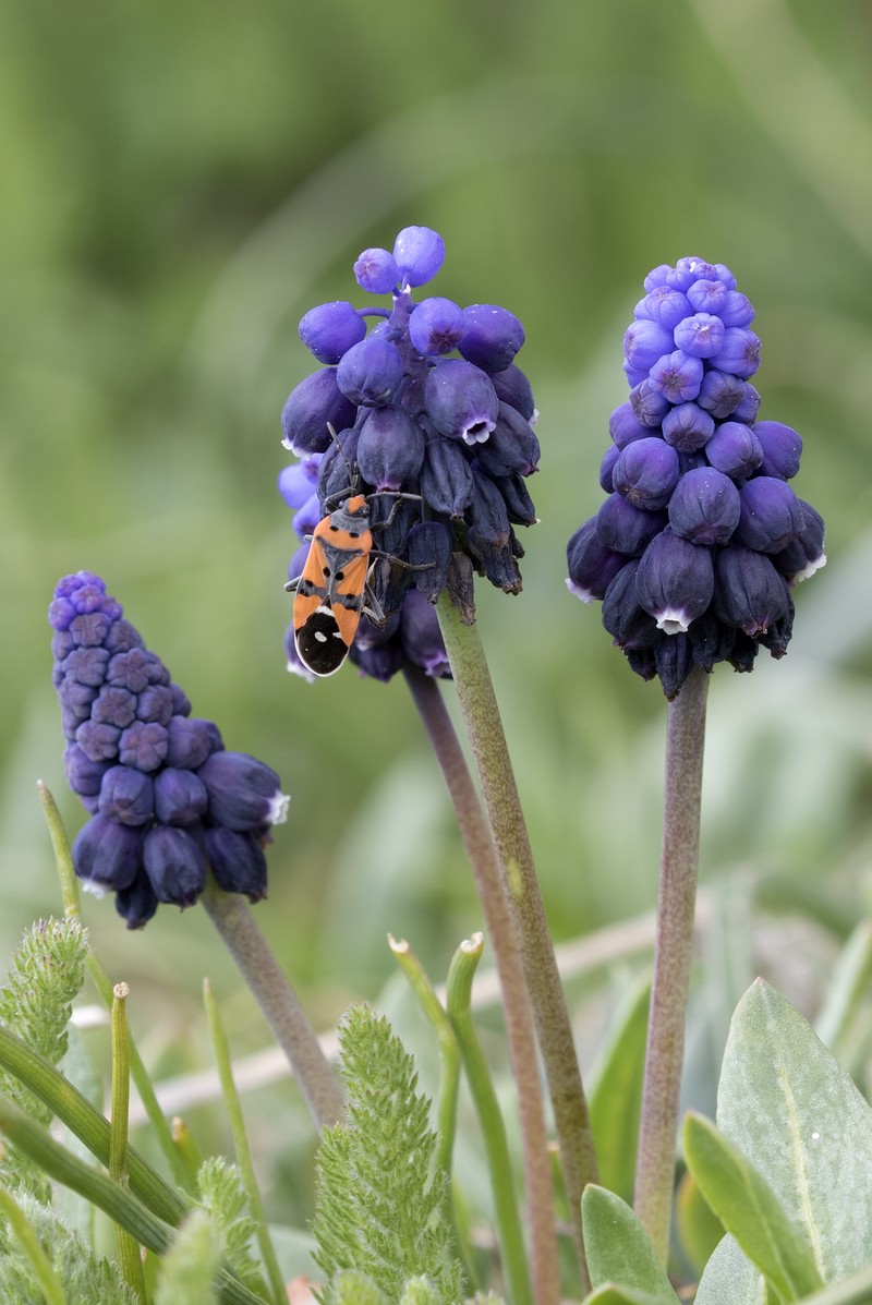 Armenian Grape Hyacinth photo 5